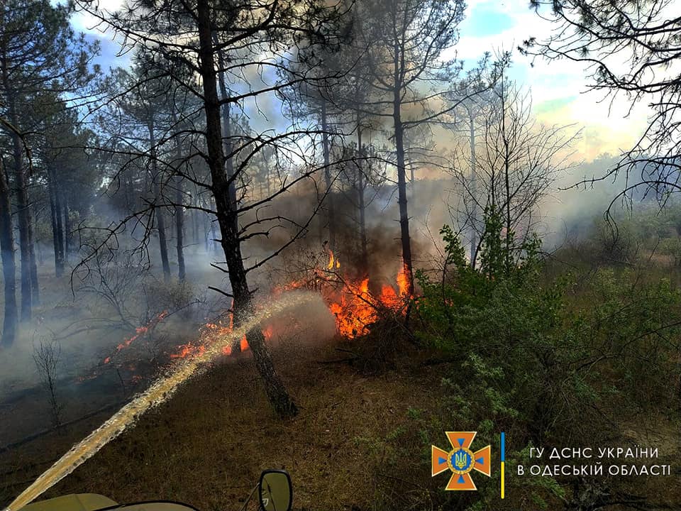 Спасатели тушили 7 часов пожар в лесу Одесской области (фото) «фото»