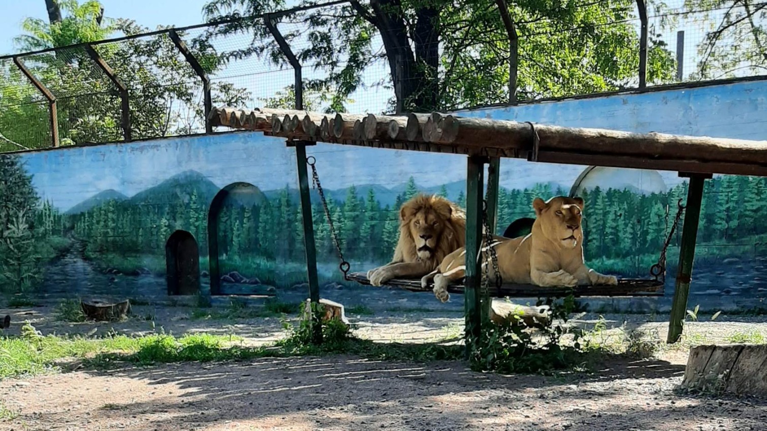 Харьковские белые львы в Одессе полностью восстановились от военных травм «фото»