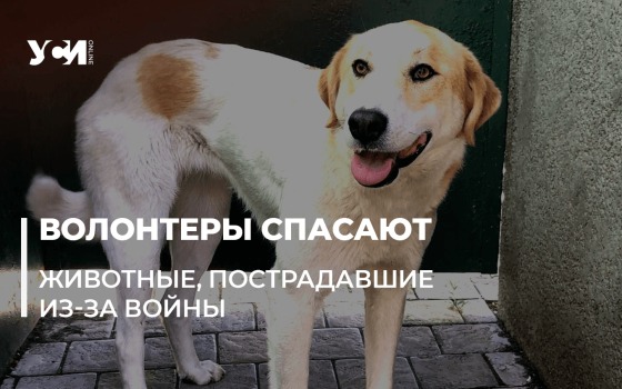 Брошенные собаки и кошки Одессы: помощь и истории спасения (фото) «фото»