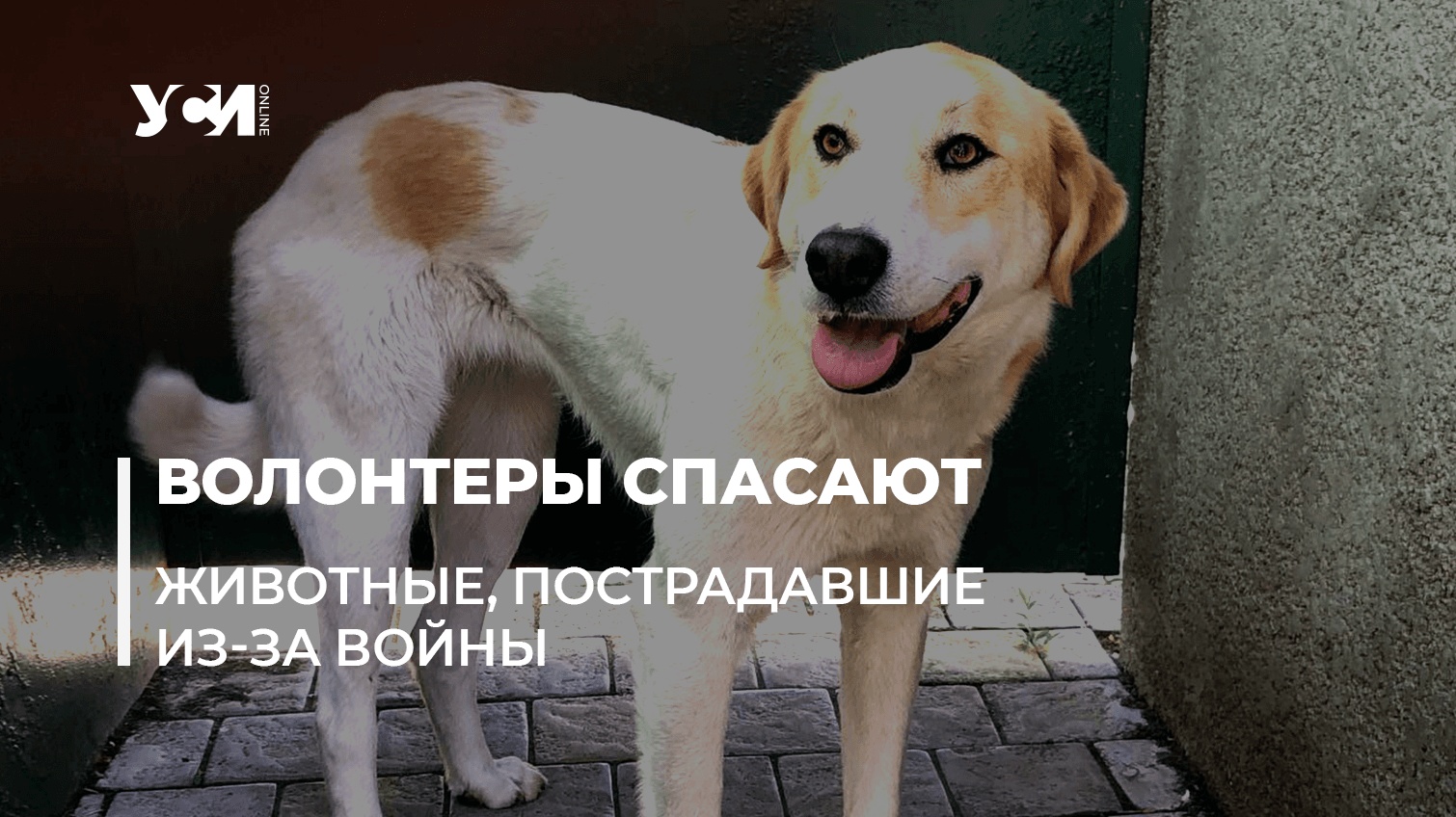 Брошенные собаки и кошки Одессы: помощь и истории спасения (фото) «фото»