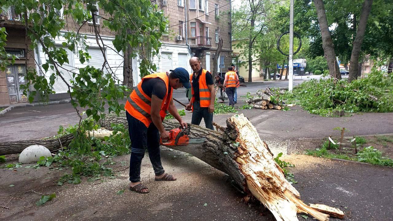 Одесские коммунальщики убирают поваленные после непогоды деревья (фото) «фото»
