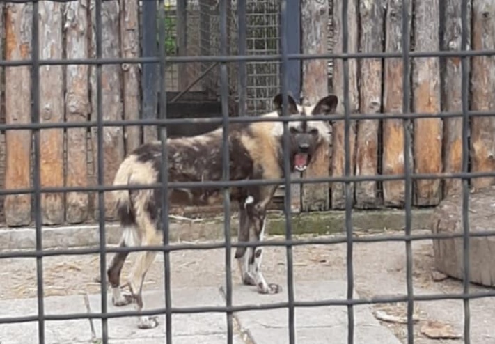 В Одесском зоопарке впервые появилась гиеновая собака (фото) «фото»