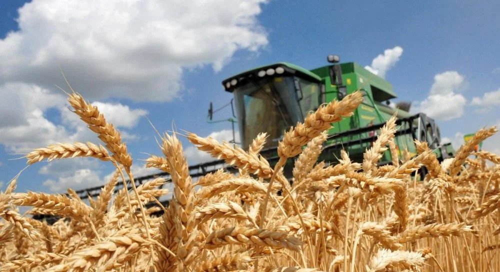Стало известно, какой урожай ожидает Одесская область в 2022 году «фото»