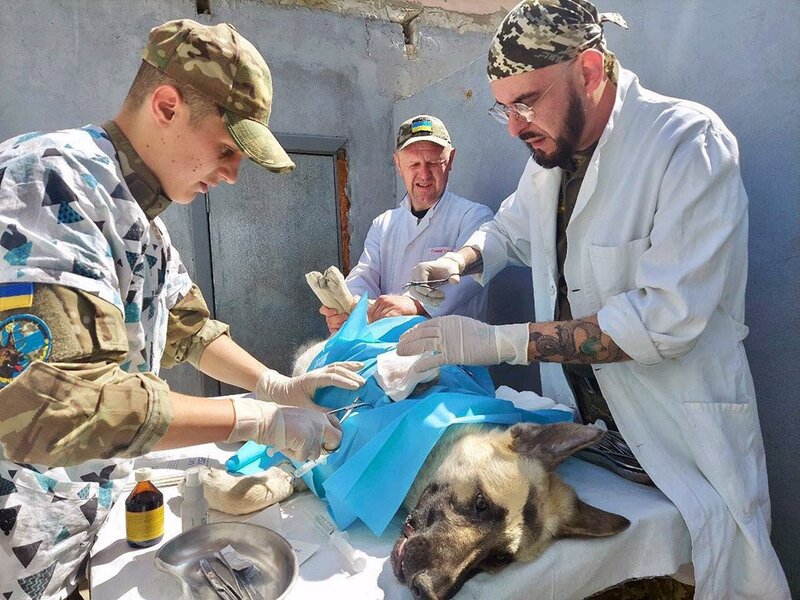 В Украине заработал первый военный госпиталь ветеринарной медицины «фото»