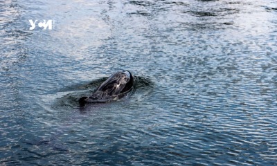 К одесской Отраде подплыли дельфины (фото, видео) «фото»