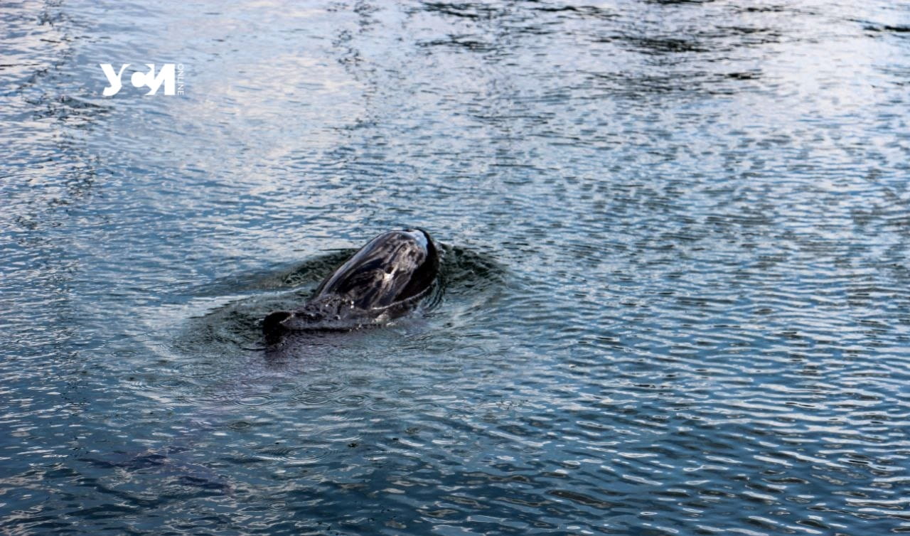 К одесской Отраде подплыли дельфины (фото, видео) «фото»