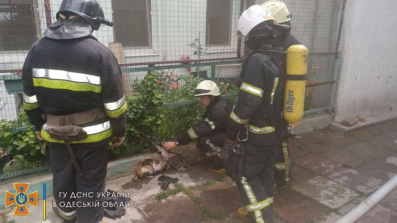 Пожарные спасли котов из горящей квартиры на Молдаванке (фото) «фото»