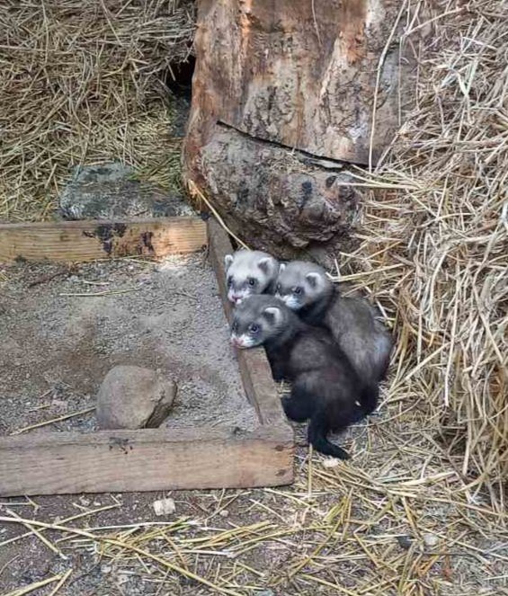 Пушистые, но опасные: в Одесском зоопарке — пополнение (фото) «фото»