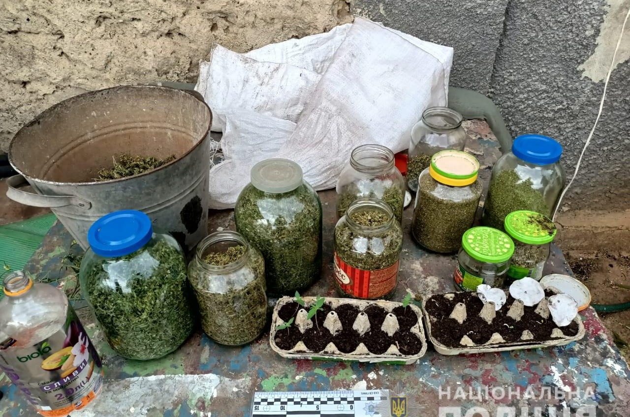 300 кустов и 10 банок каннабиса: семерых жителей Одесской области разоблачили в наркопреступлениях (фото) «фото»