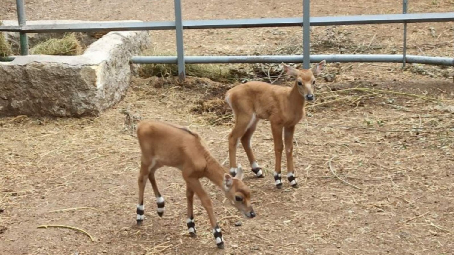 В Одесском зоопарке – пополнение: детеныши антилопы нильгау (фото) «фото»