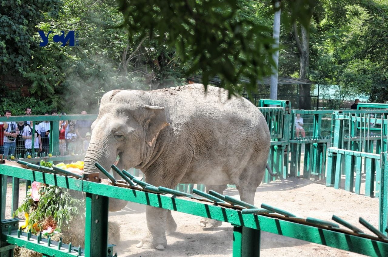 Одесский зоопарк получит ценный подарок от киевского зверинца «фото»