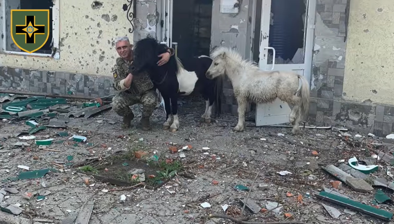 Одесская бригада спасла двух пони в зоне боевых действий (видео) — УСИ  Online