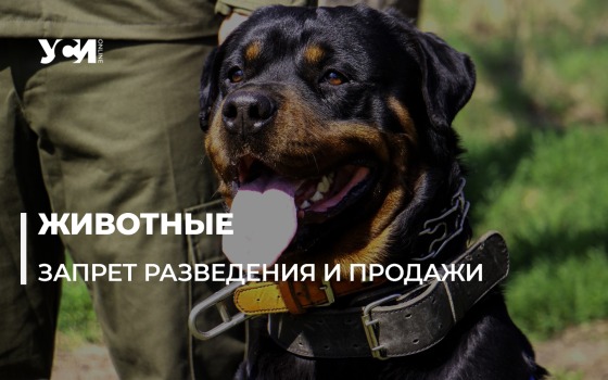 Возможный запрет продажи и разведения животных в Украине: что думают эксперты «фото»