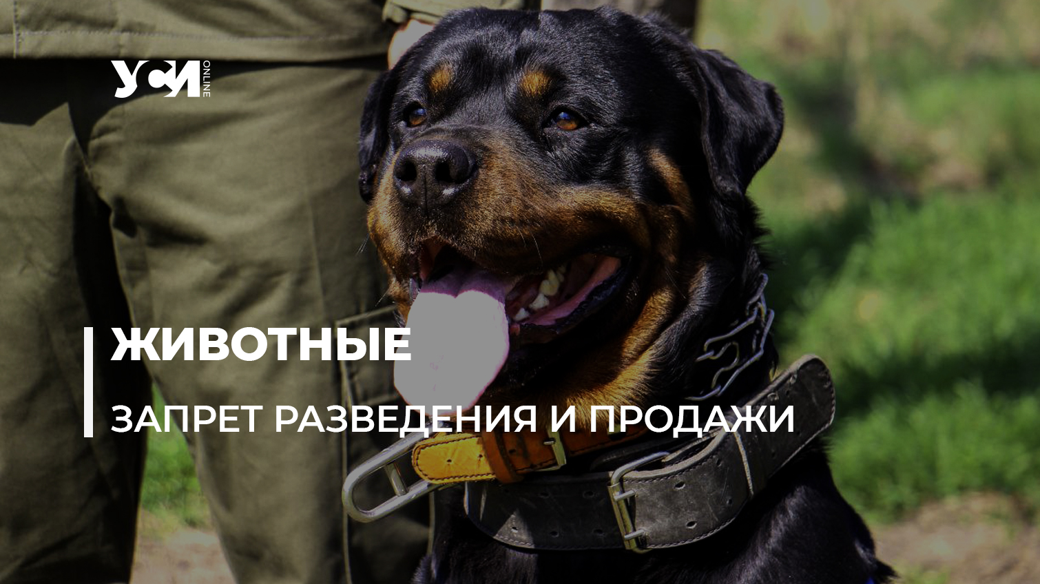 Возможный запрет продажи и разведения животных в Украине: что думают эксперты «фото»