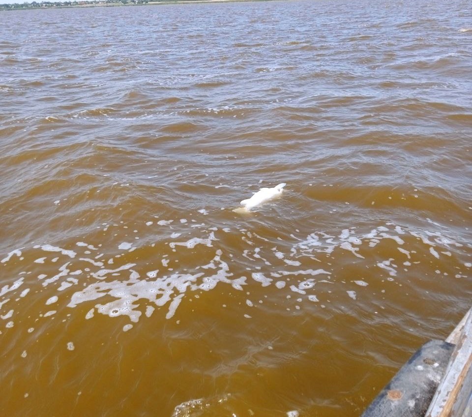 Нужно срочно спасать: придунайские озера Одесской области могут погибнуть «фото»