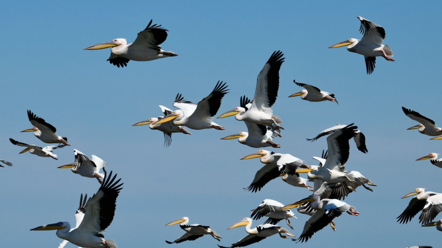 На Тилигульском лимане нашествие розовых пеликанов (фото) «фото»