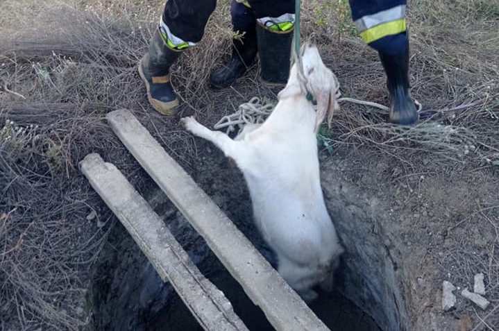 Кожне життя цінне: в Одеській області врятували козу (фото) «фото»