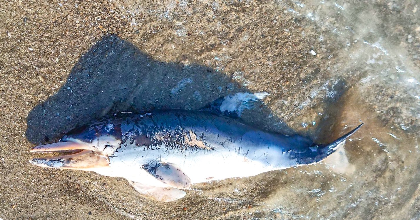 Наслідки війни: на пляжі Одеської області винесло мертвих дельфінів (фото) «фото»