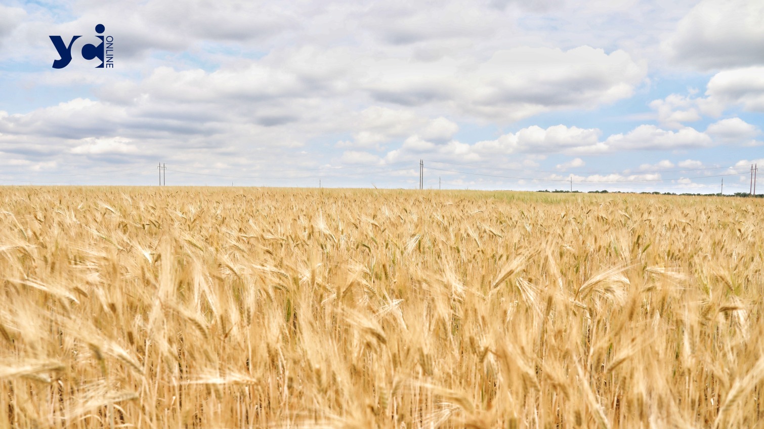 Приватизація допоможе Україні зберегти зерно нового врожаю «фото»