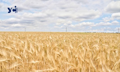 Приватизація допоможе Україні зберегти зерно нового врожаю «фото»
