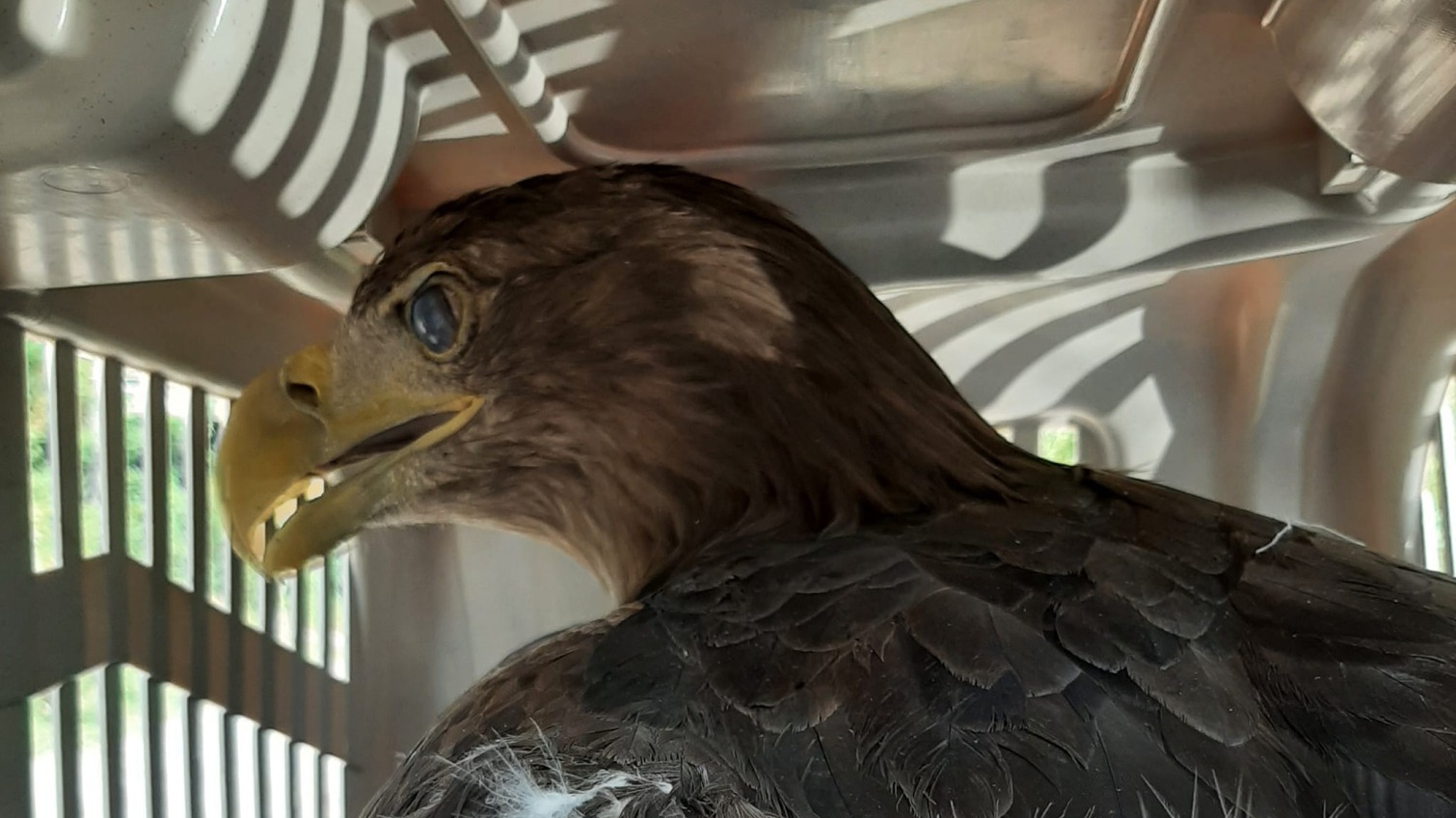 В Одесі врятували орлана-білохвоста (фото) «фото»
