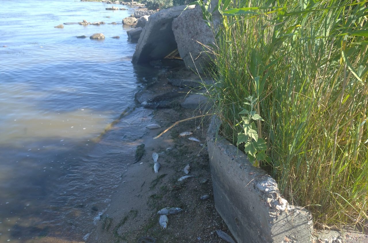 В лимане Одесской области массово погибла рыба (видео) «фото»