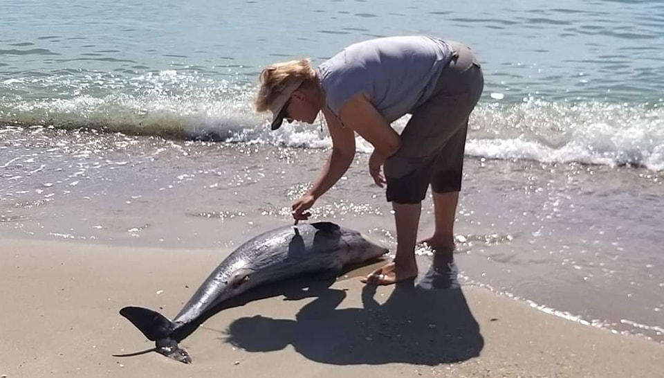 Из-за действий россиян в Одесской области снова погибли дельфины (фото) «фото»