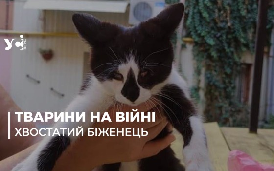 Кіт з передової: в Одесі шукають домівку харківському пухнастику (фото) «фото»