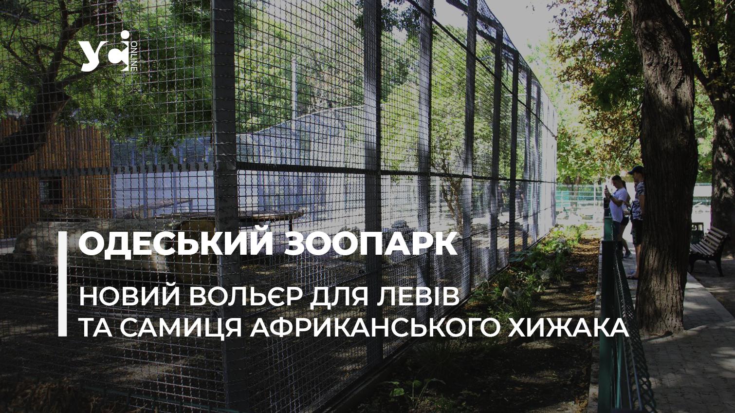 Новини Одеського зоопарку: новий вольєр для левів та хижак із Гостомеля (фото, відео) «фото»