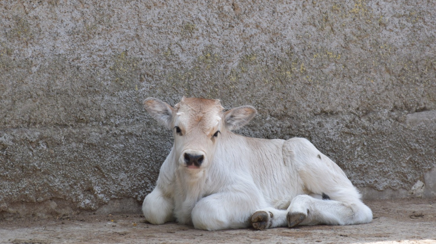 В Одеському зоопарку поповнення серед родини угорських корів «фото»