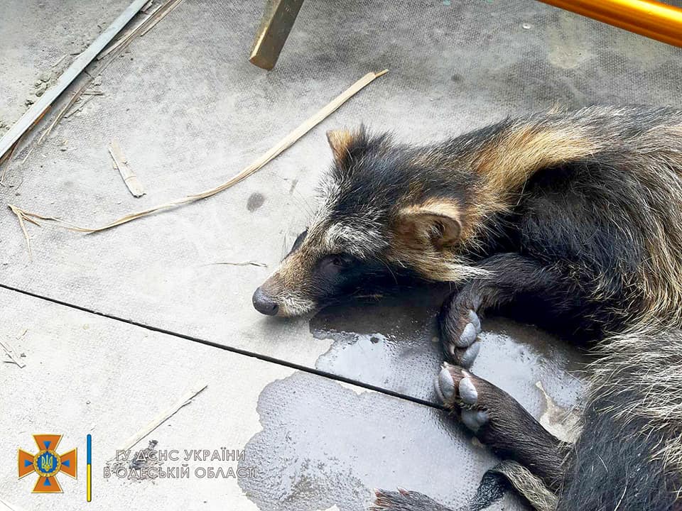 Занадто товстенький для пригод: на Одещині ДСНС врятувала єнота (фото) «фото»
