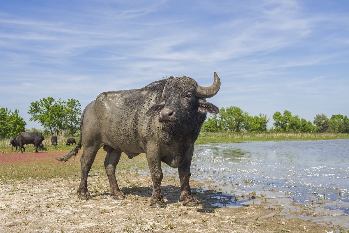 Природоохоронну організацію видзначили за повернення водяного буйвола у Одеську область «фото»