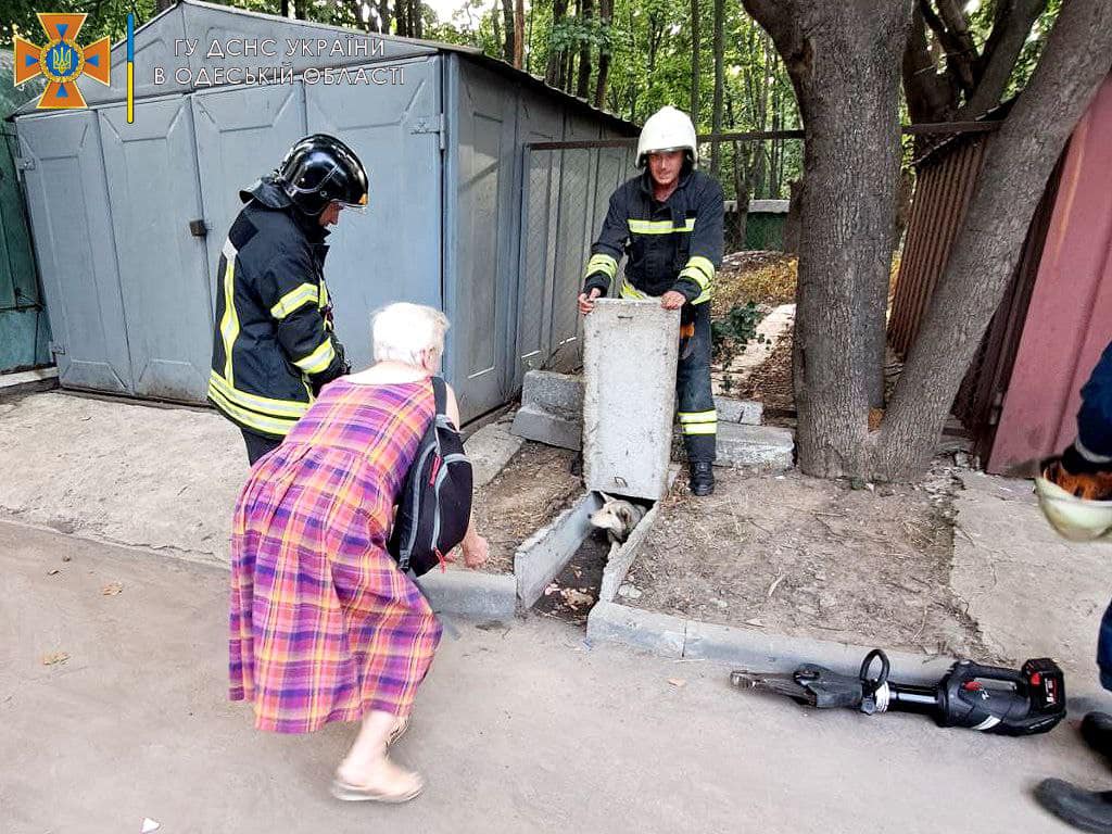 Одеські рятувальники витягли собаку з бетонної пастки (фото) «фото»