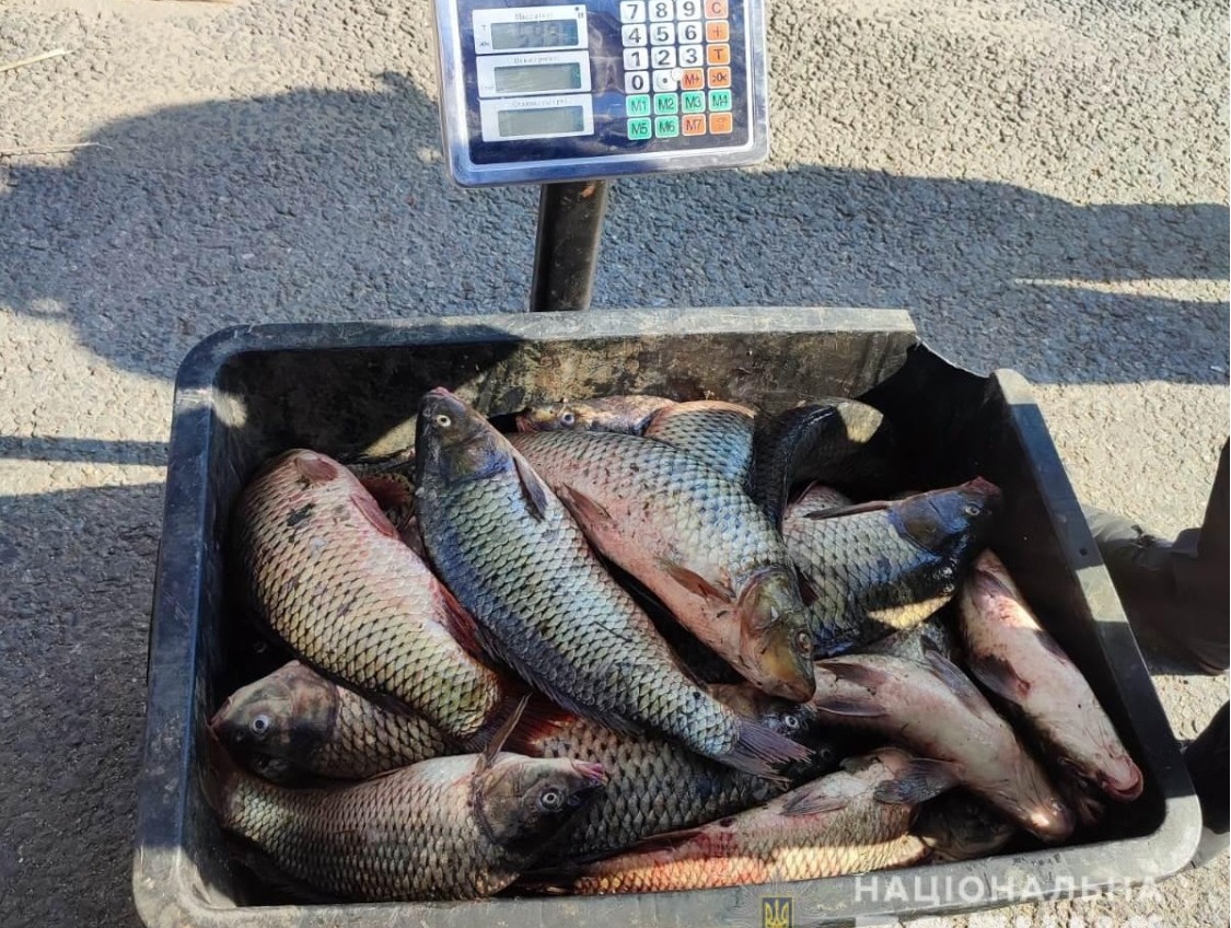 Одесит незаконно придбав понад 100 кілограм риби (фото, відео) «фото»