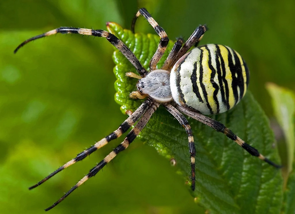 Бережіть дітей: на Одещині з’явилися небезпечні павуки (фото) «фото»