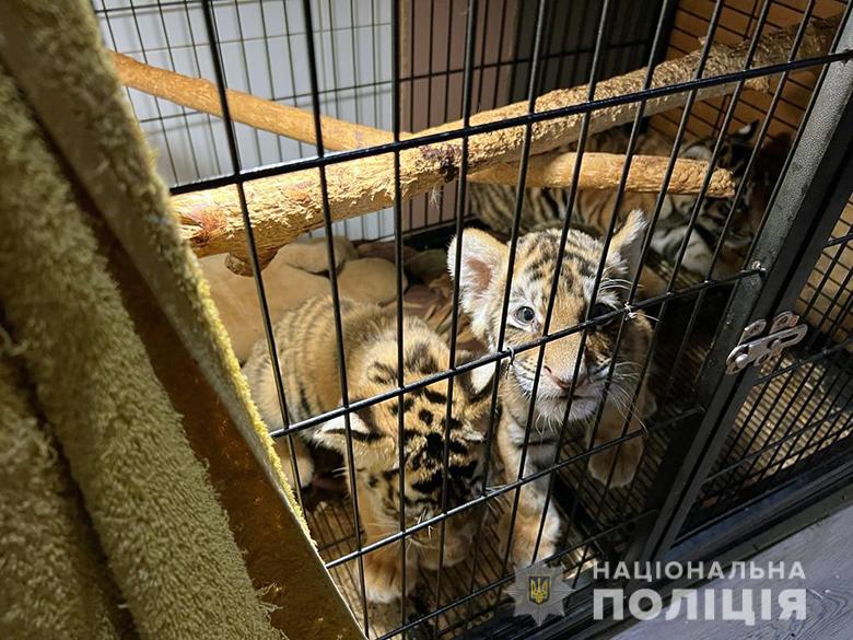 Екзотика та жорстокість: у Києві зупинили бізнес на диких тваринах (фото, відео) «фото»