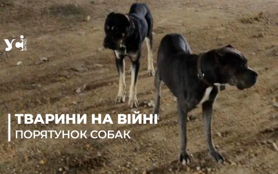Одеська журналістка врятувала на війні двох псів рідкісної породи (фото) «фото»