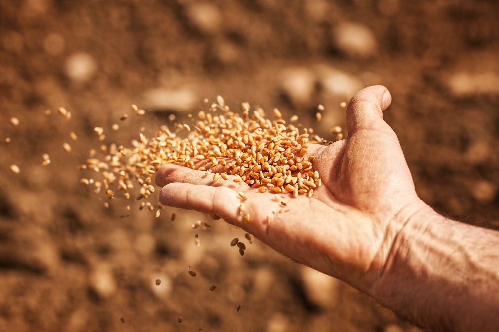 Одеські аграрії отримають насіння від ООН «фото»