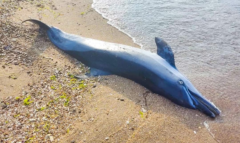 Жертви війни: в Одеській області знайшли ще 4 мертвих дельфінів (фото) «фото»