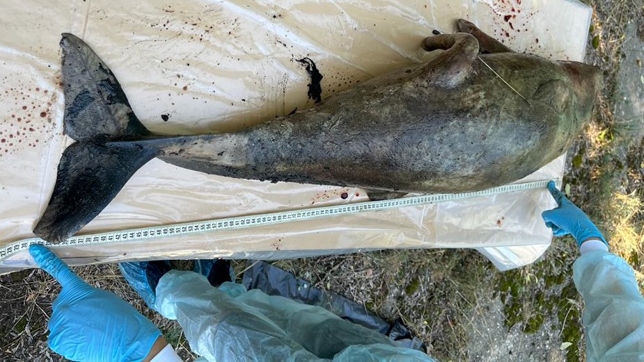 Екоцид: прокуратура розслідує масову загибель дельфінів у Чорному морі (фото) «фото»