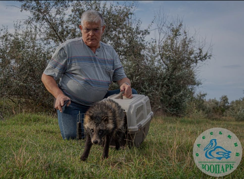 Директор Одеського зоопарку випустив на волю врятованого єнотоподібного собаку (фото) «фото»