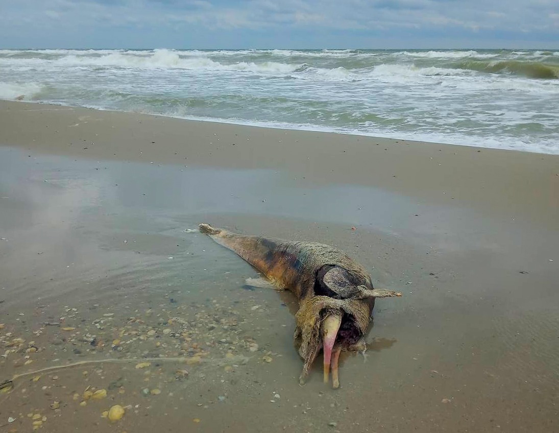 Біля узбережжя Одещини знову загинули дельфіни (фото) «фото»