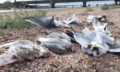 Через дії росіян в Одеській області масово гинуть птахи (фото) «фото»
