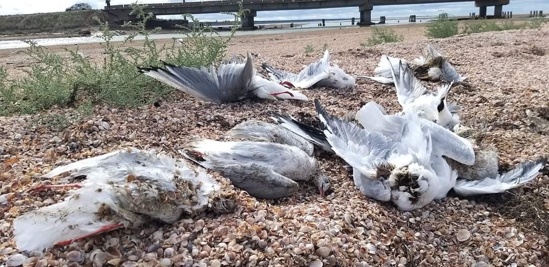 Через дії росіян в Одеській області масово гинуть птахи (фото) «фото»