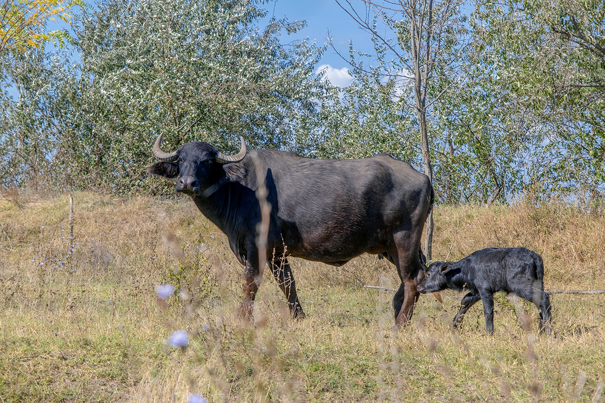 Бебі бум: в Одеській області народилися дикі кони, байбаки і буйвол (фото, відео) «фото»