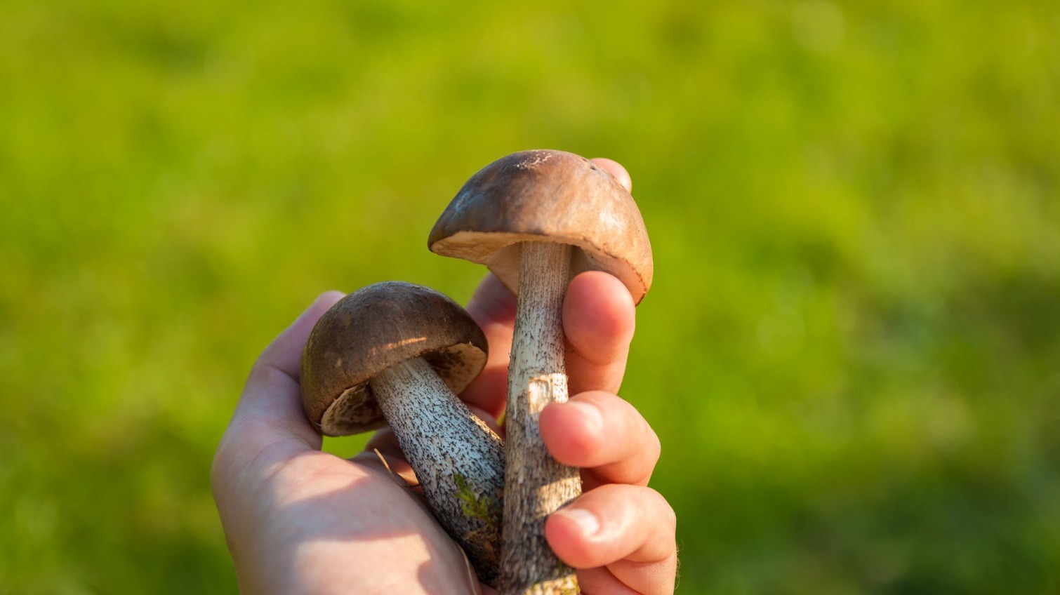 На Одещині зареєстрували отруєння грибами. Як цього уникнути «фото»