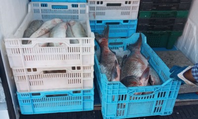 На «Привозі» вилучили 40 кг сумнівної риби «фото»
