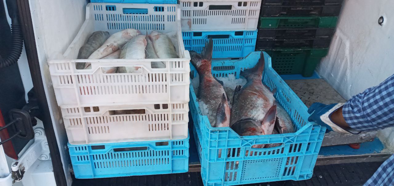 На «Привозі» вилучили 40 кг сумнівної риби «фото»