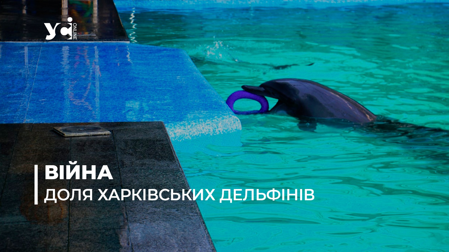 Одеський дельфінарій шукає новий дім для ссавців із Харкова (фото) «фото»