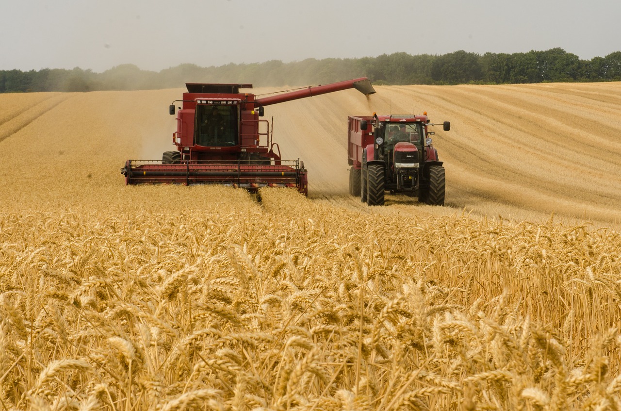 Дефіциту хлібу не буде: Україна завершила збір пшениці «фото»